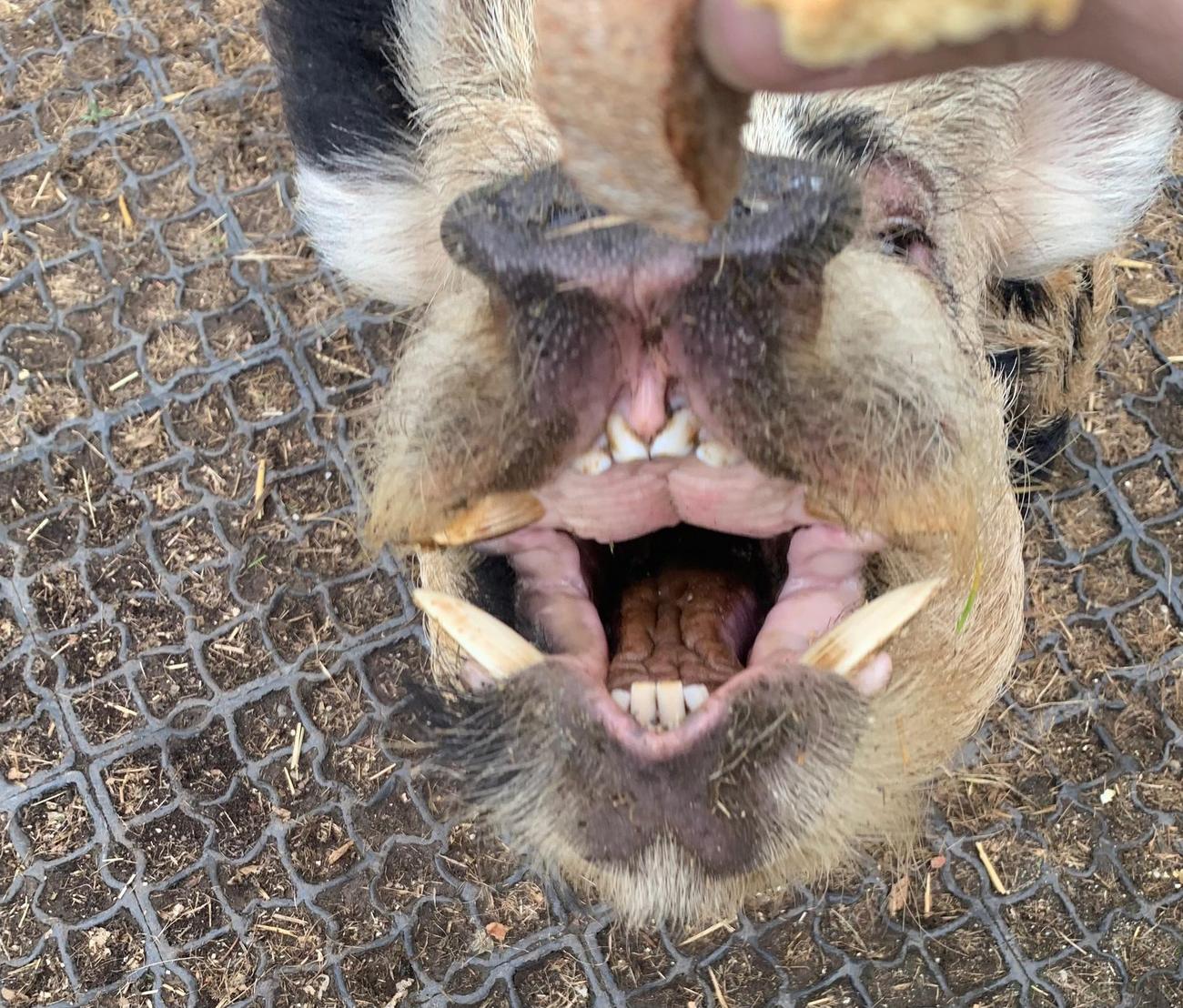 Nahaufnahme des ge&ouml;ffneten Mauls von Eber Ruedi mit sichtbaren Hauern