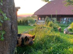 Ein Kune Kune liegt im Gras am Fuss eines Birnbaums, dahinter das Bauernhaus im Sonnenuntergang