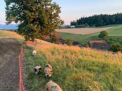 Kune Kune laufen im Abendlicht einen Weidehang hinunter, dahinter das Dorf