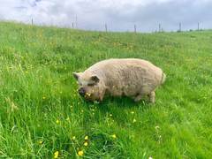 Ein cremefarbenes Kune Kune grast in einer Wiese voller Butterblumen