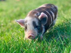 Ein braun-weiss geflecktes Ferkel steht im hohen Gras und schaut in die Kamera