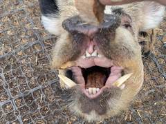 Nahaufnahme des ge&ouml;ffneten Mauls von Eber Ruedi mit sichtbaren Hauern