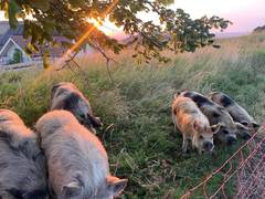 Mehrere Kune Kune grasen im Gegenlicht der untergehenden Sonne
