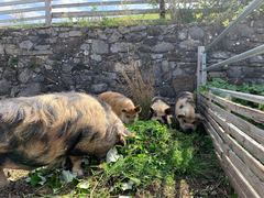 Eine Sau und drei Jungtiere fressen einen Haufen Gr&uuml;nschnitt vor einer Bruchsteinmauer