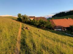Kune Kune grasen im Abendlicht in hohem Gras, dahinter der Hof und die Alpen