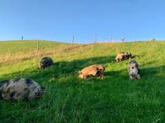F&uuml;nf Kune-Kune-Schweine grasen auf einer H&uuml;gelweide unter blauem Himmel