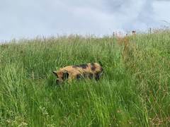 Ein Kune Kune verschwindet fast im hohen Gras einer Weide