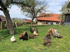 Ein Dutzend H&uuml;hner und ein Hahn auf einer Wiese unter Obstb&auml;umen