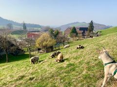 Ein Hund im Geschirr beobachtet von der Weide aus mehrere grasende Kune Kune