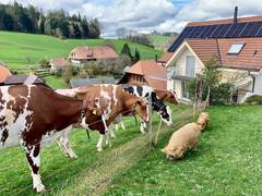 Drei K&uuml;he stehen am Zaun und beschnuppern zwei Kune Kune auf der anderen Seite