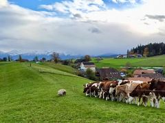 Blick &uuml;ber die Weiden von Englisberg mit K&uuml;hen am Zaun, dahinter das Dorf und die verschneiten Alpen