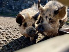 Milli und Ruedi schauen &uuml;ber ein Holzbrett direkt in die Kamera