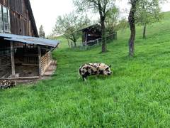 Der Eber Ruedi geht &uuml;ber die Wiese neben dem Unterstand