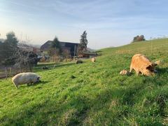 Eine ingwerfarbene Sau grast neben ihrem Ferkel auf der Fr&uuml;hjahrsweide