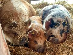 Drei Kune Kune liegen dicht nebeneinander im Stroh und schlafen
