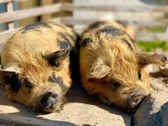 Zwei ingwerfarbene Kune Kune liegen dicht nebeneinander in der Sonne und schlafen