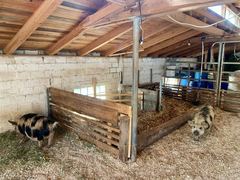 Blick in den Stall mit zwei durch Holzbretter abgeteilten Buchten und zwei Kune Kune
