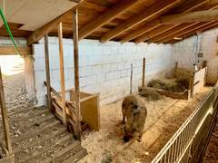 Ein Kune Kune w&uuml;hlt in frischen S&auml;gesp&auml;nen in der hellen Stallbucht