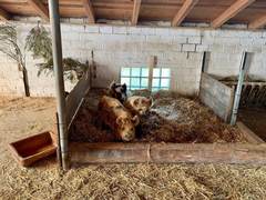 Ein eingestreuter Stall mit Holzbuchten, Trog und drei Kune Kune
