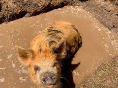 Ein ingwerfarbenes Kune Kune liegt in einer selbst gegrabenen Schlammsuhle und schaut nach oben