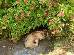 Ein Kune Kune sitzt bis zum Bauch in einer wassergef&uuml;llten Suhle unter einem bl&uuml;henden Holunder