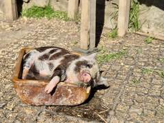 Ein Ferkel schl&auml;ft zusammengerollt in einem alten Tontrog