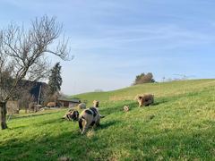 Kune Kune laufen im Vorfr&uuml;hling einen Weidehang hinauf, die Obstb&auml;ume sind noch kahl