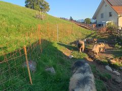 Kune Kune an der Suhle unterhalb der mit orangem Weidenetz abgeteilten Hangweide
