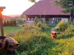 Zwei Kune Kune im hohen Gras vor dem Bauernhaus im Abendlicht