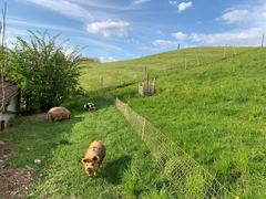 Ein ingwerfarbenes Kune Kune kommt durch eine sattgr&uuml;ne Weide auf die Kamera zu