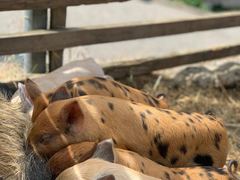 Drei gescheckte Ferkel schlafen aneinandergelehnt auf dem R&uuml;cken der Sau