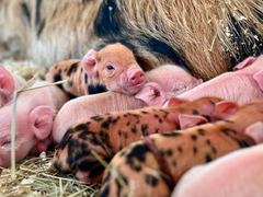 Ein ingwerfarbenes Ferkel schaut aus dem Haufen schlafender Geschwister heraus