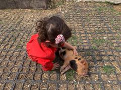 Ein Kind kniet auf dem Hofplatz und streichelt ein Ferkel