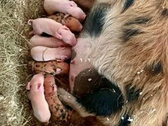 Die acht Ferkel liegen dicht an Mathilda geschmiegt im Stroh