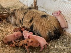 Die Ferkel s&auml;ugen bei Mathilda, von oben gesehen
