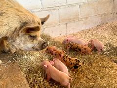 Mathilda liegt im Stroh und schaut zu ihren acht neugeborenen Ferkeln