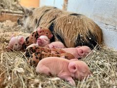 Rosa und gescheckte Ferkel schlafen dicht nebeneinander an der Stallwand