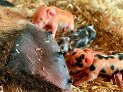Zwei neugeborene Ferkel an Millis Ges&auml;uge, eines rosa, eines gescheckt