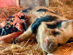 Milli schl&auml;ft im Stroh unter der W&auml;rmelampe, die Ferkel liegen an ihrem Bauch