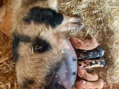 Milli liegt im Stroh, die vier Ferkel s&auml;ugen an ihrem Ges&auml;uge