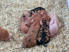 Sechs Ferkel schlafen zu einem Haufen zusammengerollt in den S&auml;gesp&auml;nen