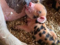 Ein gescheckte Ferkel s&auml;ugt mit geschlossenen Augen