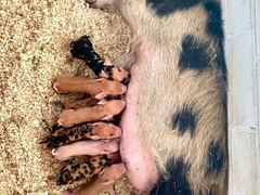 Vaiana liegt in den S&auml;gesp&auml;nen, die acht Ferkel s&auml;ugen