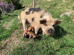 Vaiana steht mit ihren Ferkeln auf der Weide