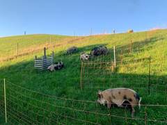Kune Kune auf einer abgeteilten Hangweide mit orangem Elektronetz und Holzunterstand
