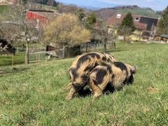 Zwei schwarz-ingwerfarbene Kune Kune mit langem Fell grasen dicht nebeneinander