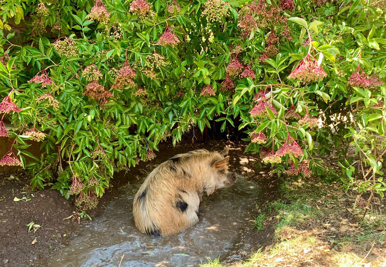Ein Kune Kune sitzt bis zum Bauch in einer wassergef&uuml;llten Suhle unter einem bl&uuml;henden Holunder