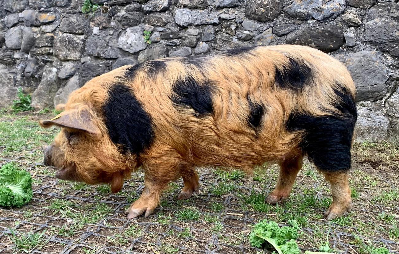 Die Sau Vaiana im Profil, w&auml;hrend sie Federkohl frisst