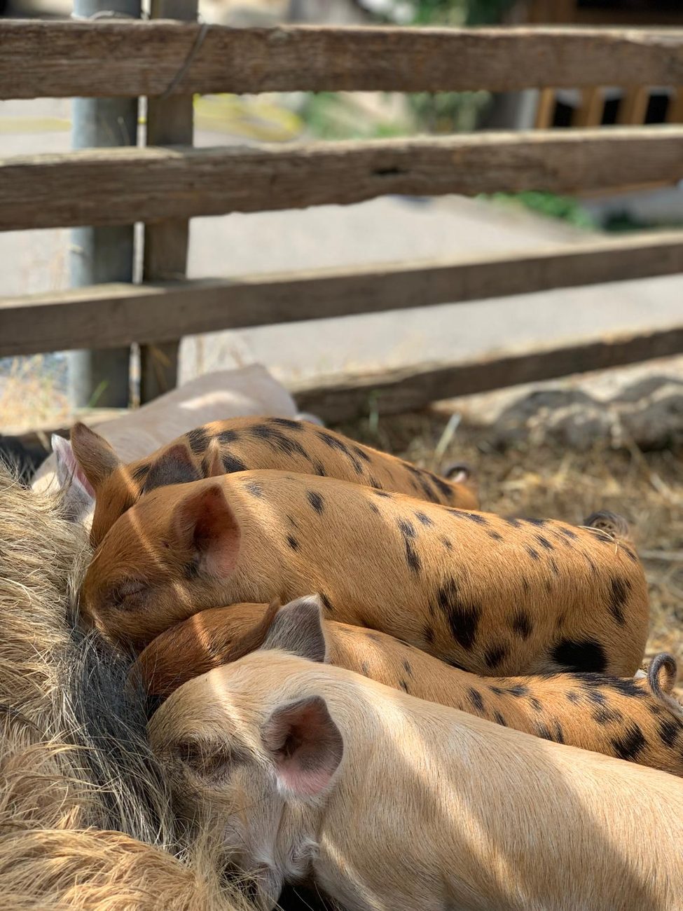 Drei gescheckte Ferkel schlafen aneinandergelehnt auf dem R&uuml;cken der Sau