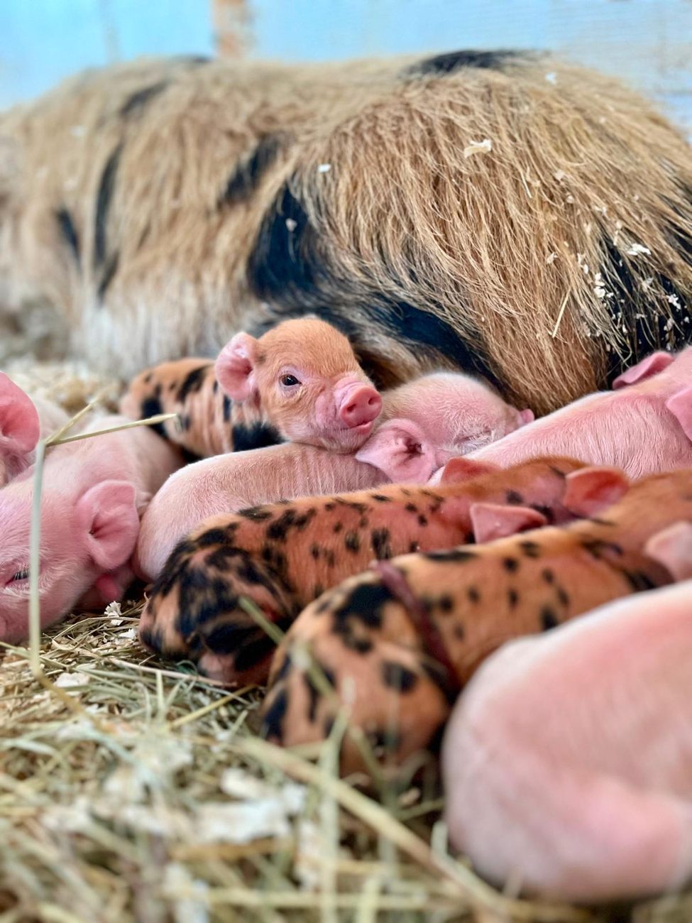 Ein ingwerfarbenes Ferkel schaut aus dem Haufen schlafender Geschwister heraus